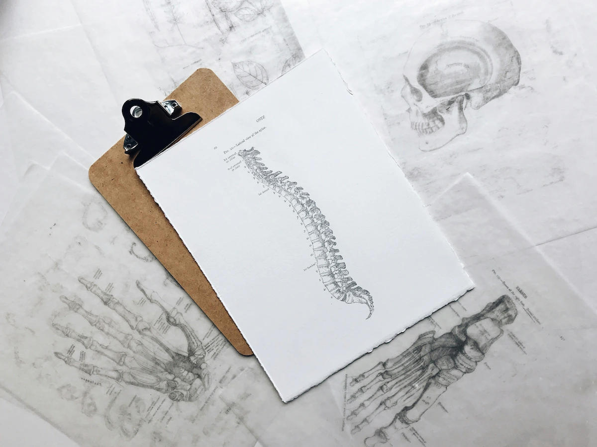 drawn spine on paper art