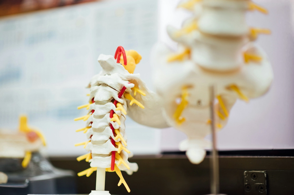 display of spinal discs